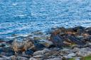 עיזים מטיילות במפרץ קילנוטון